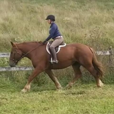 Iron and Embers RSF - Rock Springs Farm - Bent Mountain, VA