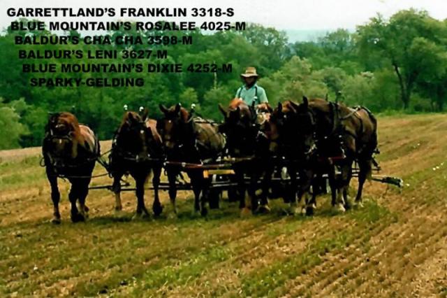 Garrettland's Franklin, Rose, ChaCha, Lenny, Dixie, Sparky