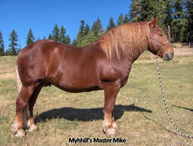 Myhill's Master Mike