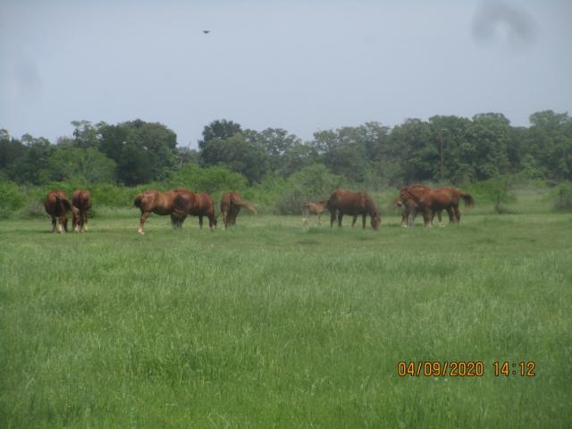Read's Suffolk Mares