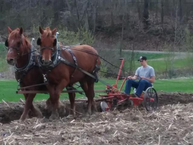 Dominic Button plowing with Mill Road MacKenzie and Mill Road Meghan