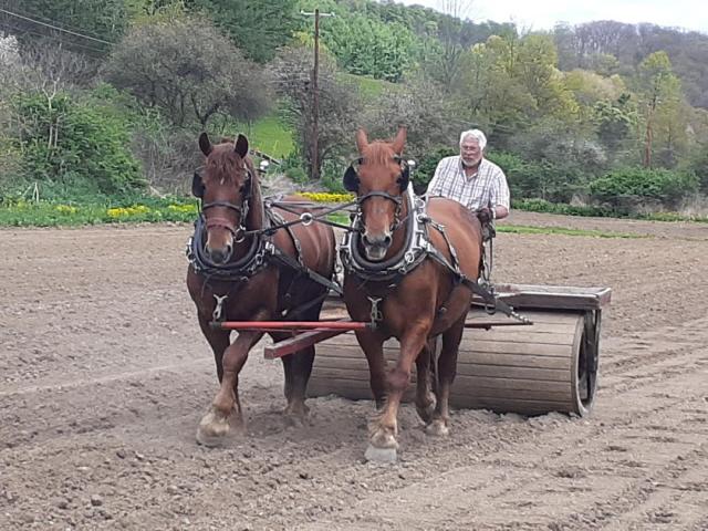 Don Evia rolling wheat with Cornish Red Moses and mill Road MacKenzie