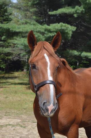 Cornish King's Lighting 