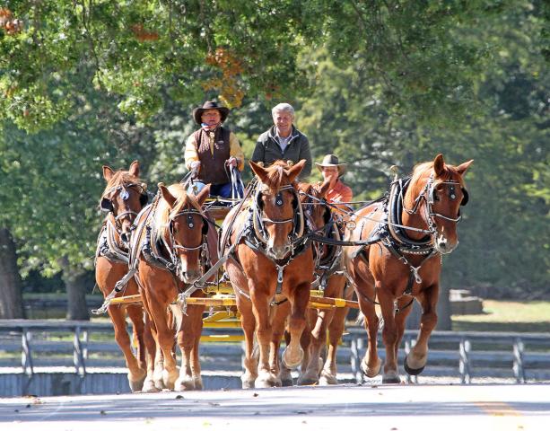 Y Bar Hitch Suffolks