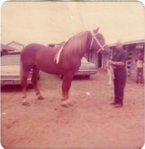 Lange's Diamond 2304-M in 1973